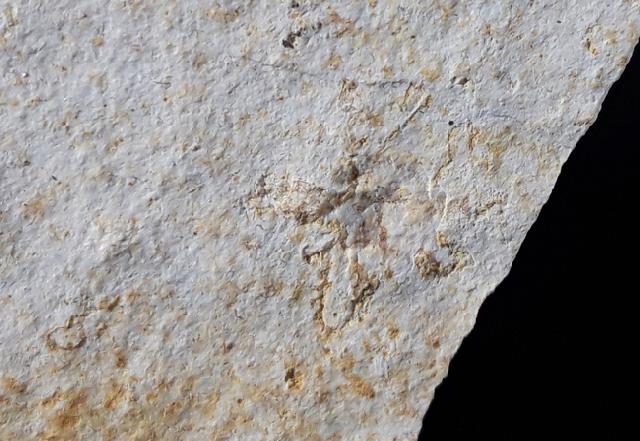 Saccocoma tenella (GOLDFUSS 1831) - Bild © FossNet FossilienStore